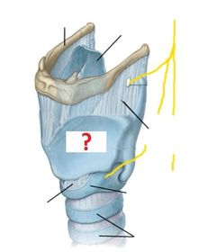 thyroid cartilage