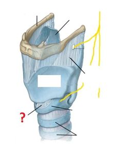 cricothyroid membrane