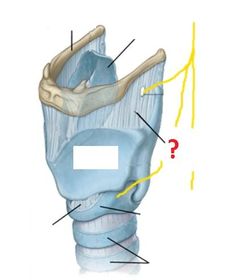thyrohoid membrane