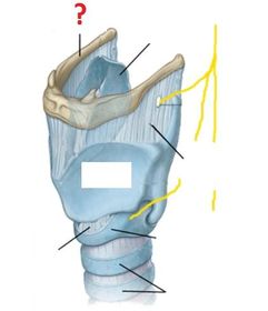hyoid bone