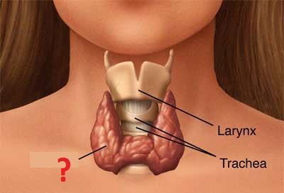 thyroid gland