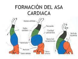 4.2 FORMACIÓN DEL ASA CARDÍACA