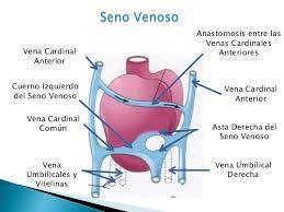 4.3 FORMACIÓN DEL SENO VENOSO