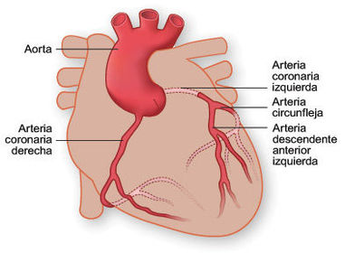 5. Vascularización del corazón