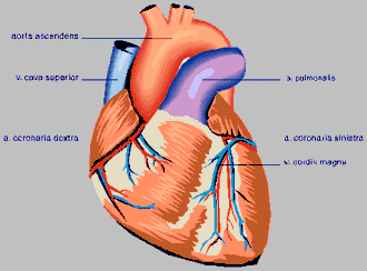 6. Venas y nervios del corazón