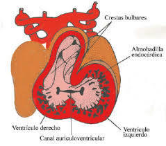 a) Tabicamiento ventricular: Este tabique parece formarse al acercarse más estrechamente las paredes en crecimiento de las dos cavidades ...
