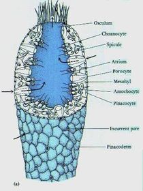 9 Phylums of Kingdom Animalia