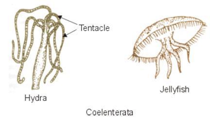 Coelenterata