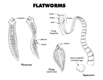Platyhelminthes