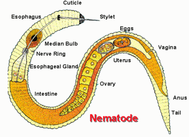Nematoda