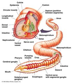 Annelida