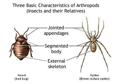 Arthropoda