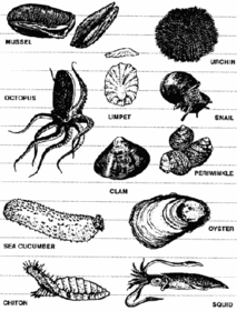 Mollusca