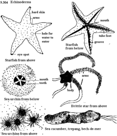 Echinodermata