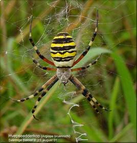 Argiope bruennichi