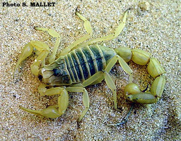 Buthus occitanus