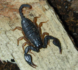 Escorpius flavicaudis