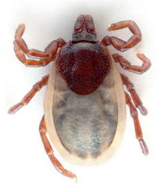 Ixodes ricinus