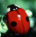 Adalia bipunctata