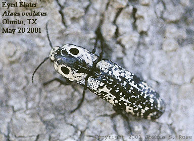 Alaus oculatus