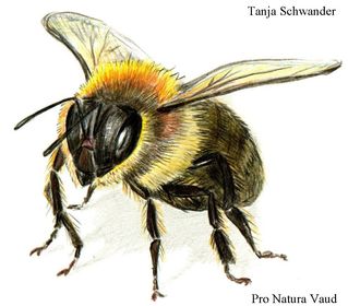Apis melifera