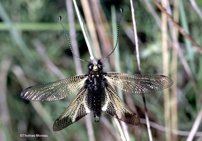 Ascalaphus hispanicus