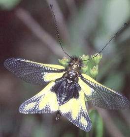 Ascalaphus libeluloides