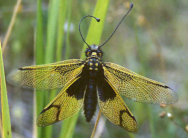 Ascalaphus longicornis