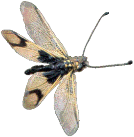 Ascalaphus longicornis