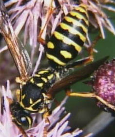 Bembis rostrata