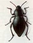 Blaps gigas