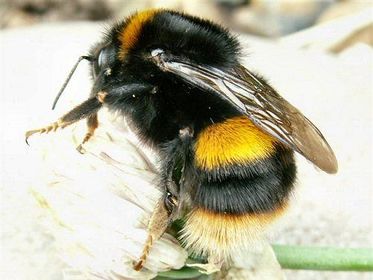 Bombus terrestris