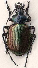 Calosoma sycophanta