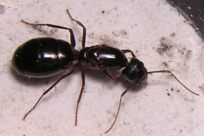 Camponotus