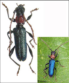 Cartallum