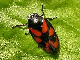 Cercopis vulnerata