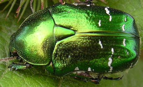 Cetonia aurata
