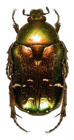 Cetonia aurata