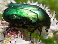 Cetonia cuprea