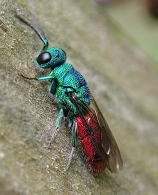 Chrysis ignita