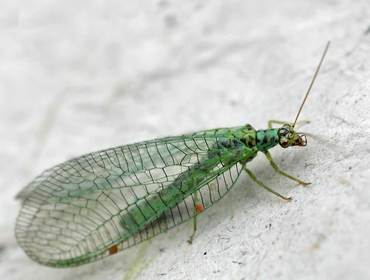 Chrysopaperla