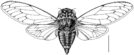 Cicada orni