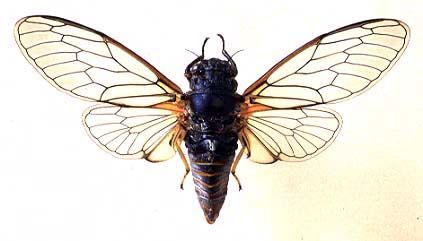 Cicadetta montana