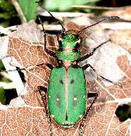 Cicindela campestris