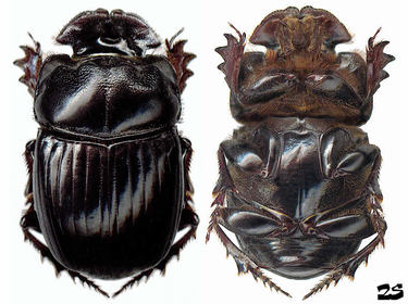 Copris lunaris
