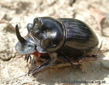 Copris lunaris
