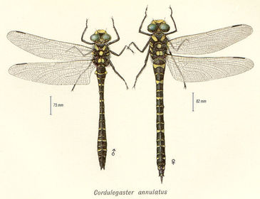 Cordulegaster boltonii