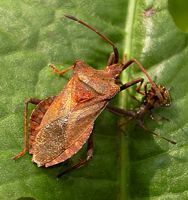 Coreus marginatus