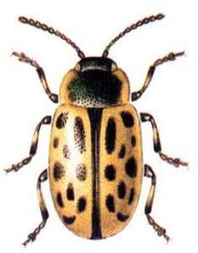Crysomela