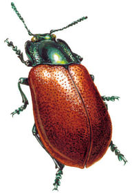 Crysomela